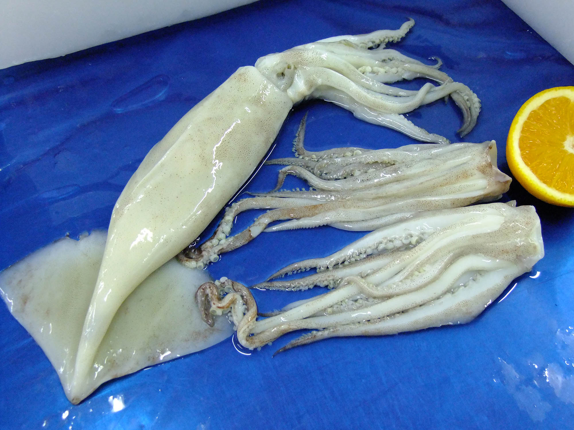 魷魚整條