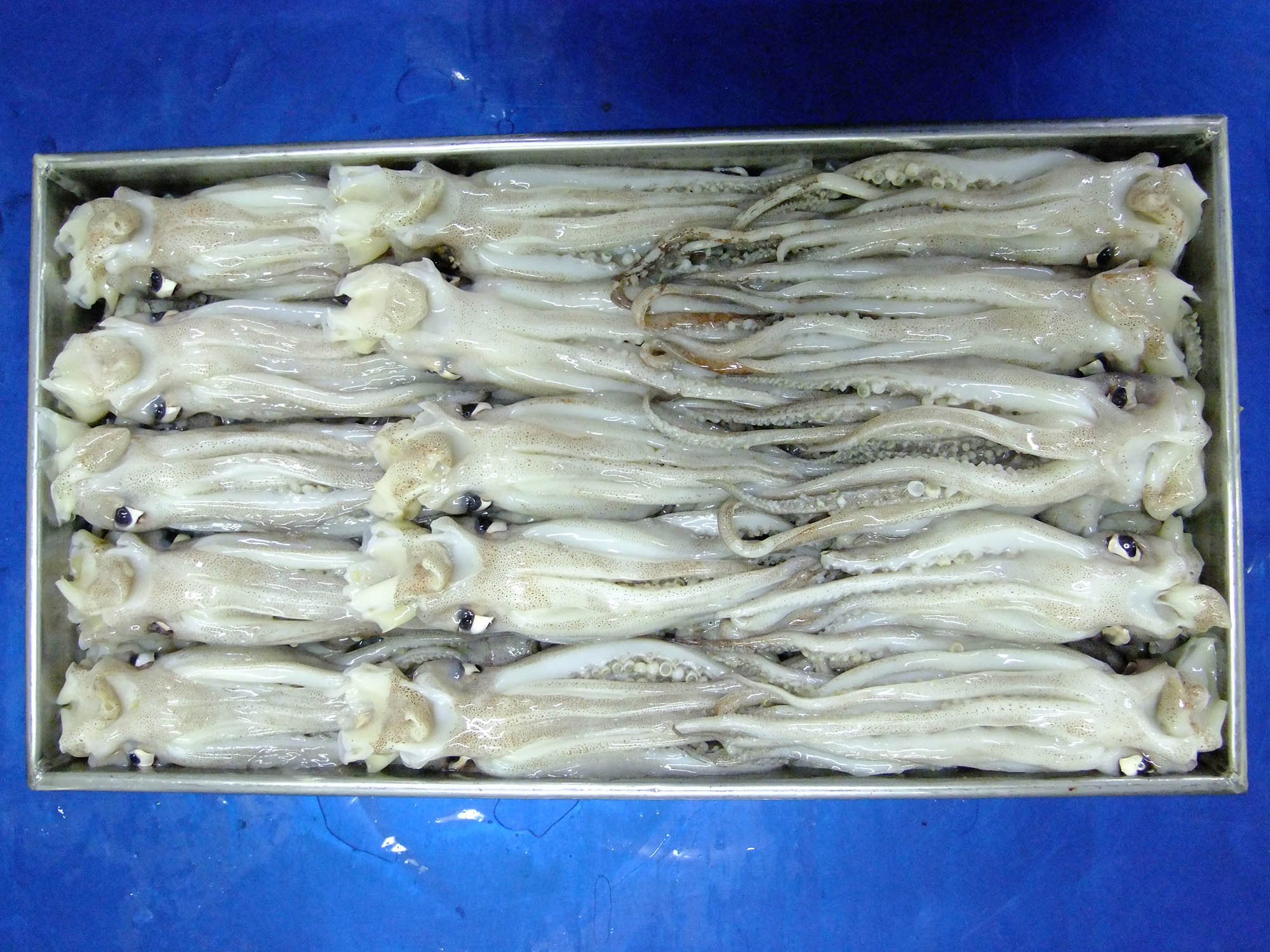 魷魚頭