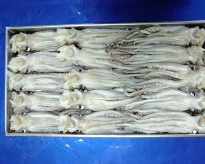 魷魚頭